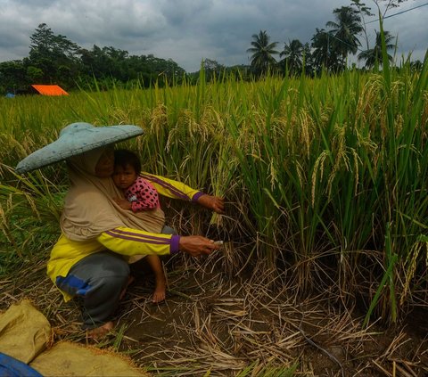 FOTO: Petani Padi Semringah Harga Gabah Kering Naik