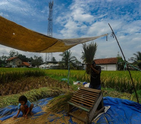 FOTO: Petani Padi Semringah Harga Gabah Kering Naik