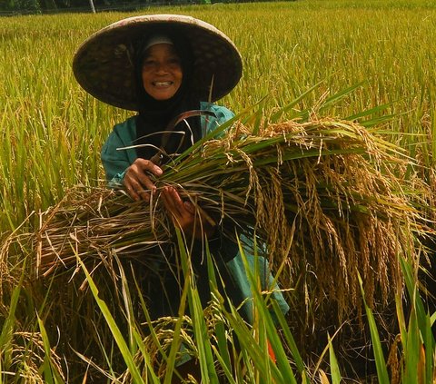 FOTO: Petani Padi Semringah Harga Gabah Kering Naik