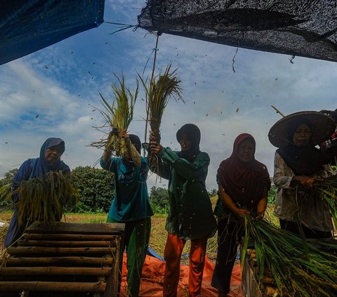 FOTO: Petani Padi Semringah Harga Gabah Kering Naik