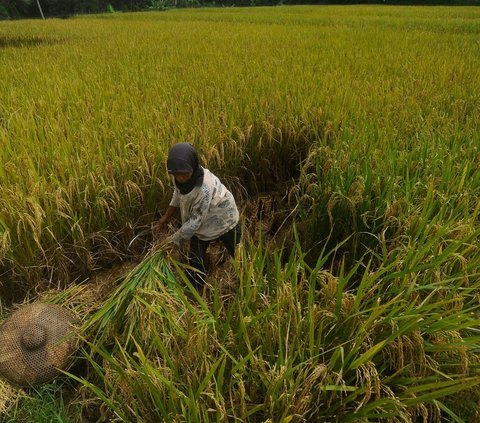 FOTO: Petani Padi Semringah Harga Gabah Kering Naik