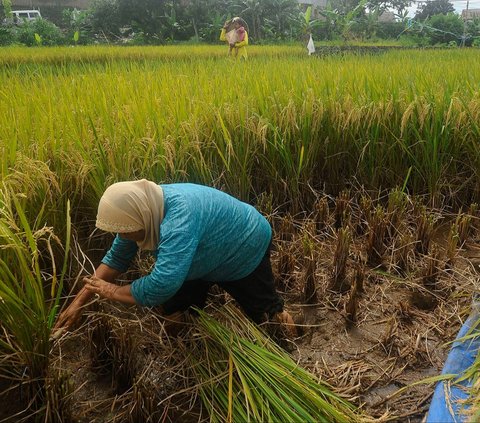 FOTO: Petani Padi Semringah Harga Gabah Kering Naik