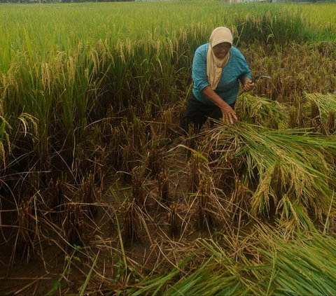 FOTO: Petani Padi Semringah Harga Gabah Kering Naik