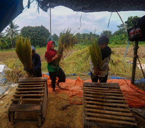 FOTO: Petani Padi Semringah Harga Gabah Kering Naik