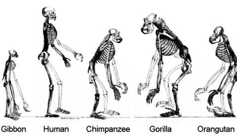 <b>Studi ini memberikan gambaran evolusi bipedalisme manusia yang ditandai oleh tiga tahap berbeda.</b>