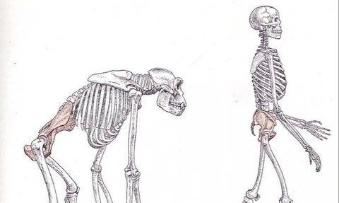 Continuing Darwin's Theory, Scientists Examine How Humans First Learned to Walk Upright?