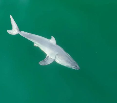 For the First Time, Rare White Shark Baby Found in California