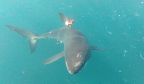 Bayi hiu itu terlihat di lepas pantai Santa Barbara, California, pada tanggal 9 Juli 2023, oleh Guana dan Phillip Sternes, seorang mahasiswa doktoral biologi UC Riverside, yang menangkap kejadian langka tersebut dengan kamera drone.