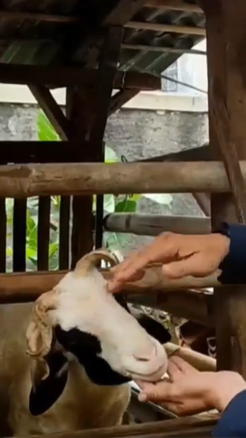 <b>Hanya Ada 7 di Pulau Jawa, Ini Fakta Kambing Unik Bertanduk 5 di Bogor </b>