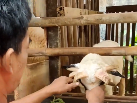 Hanya Ada 7 di Pulau Jawa, Ini Fakta Kambing Unik Bertanduk 5 di Bogor