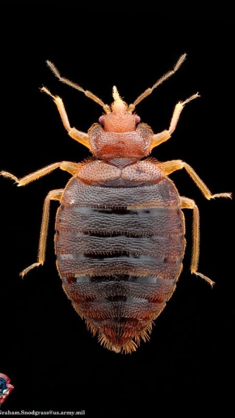 How Do You Get Bed Bugs 6 Common Causes And How To Prevent It   1704336884195 35fqo 