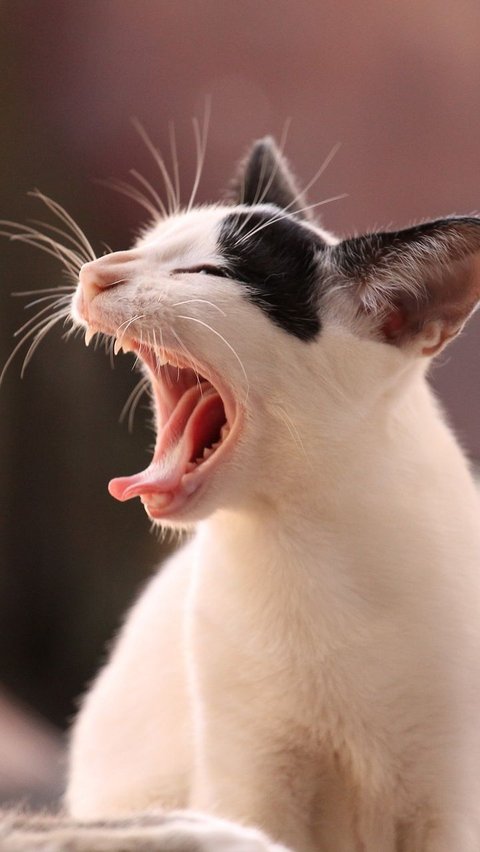 <b>Daftar Obat Cacing Kucing dan Cara Penggunaannya, Dijamin Efektif</b>