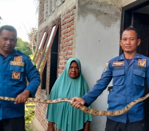 Bikin Merinding, Lagi Bersih-Bersih Lemari Malah Temukan Ular Berbisa 3 Meter