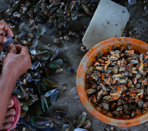 Limbah Kulit Kerang Ternyata Bisa ‘Disulap’ Jadi Paving Block & Closet Jongkok, Begini Caranya