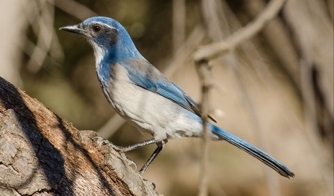 9. Burung Scrub Jay Barat Pandai Mendeteksi Pencurian Makanan<br>