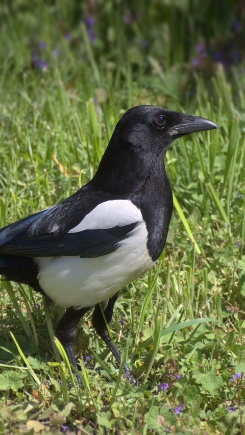 8. Burung Murai Dapat Mengenali Diri di Cermin<br>