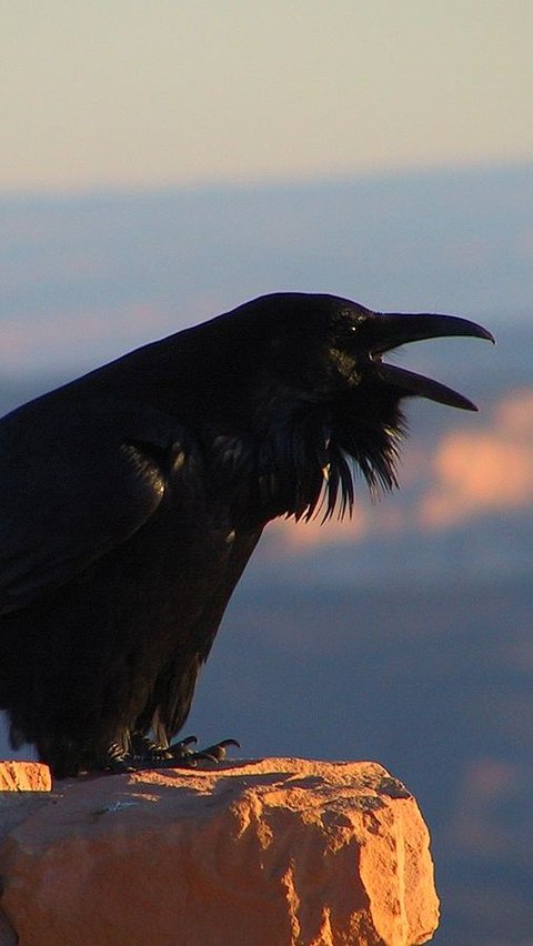 6. Burung Gagak Raven dan Kemampuan Koordinasinya yang Hebat<br>