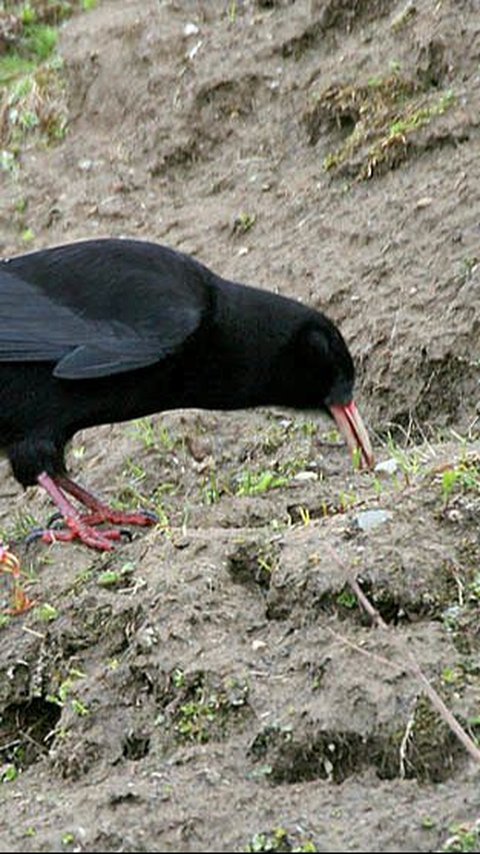 4. Burung Chough Punya Alat Makannya Sendiri<br>
