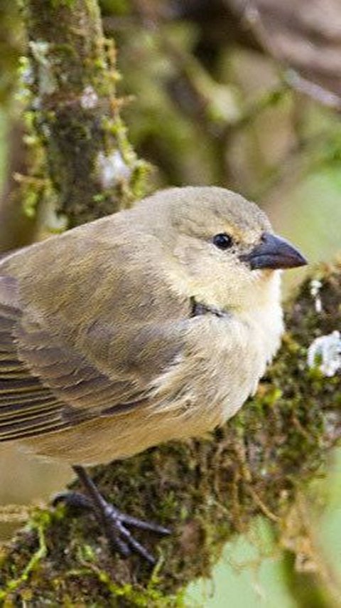 2. Perilaku Unik Burung Kutilang Pelatuk dalam Mengambil Makanan<br>