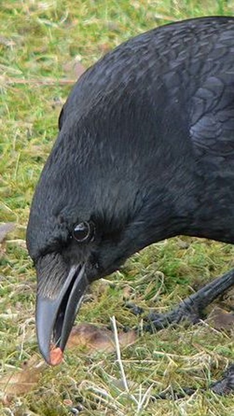 1. Burung Gagak (Crow) Kerja Pintar, Bukan Kerja Keras <br>