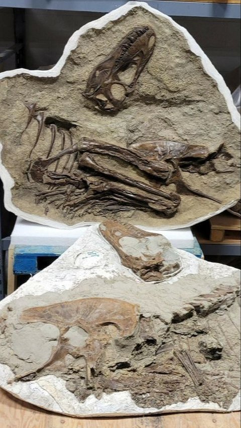 Appearance of T-Rex Fossils and Intact Stomach Contents, Turns Out This Is What Was Preyed Upon