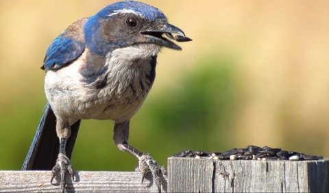 9. Western Scrub Jay - Menipu Kompetisi