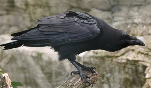 6. Raven Crow - Intelligent for Collaboration