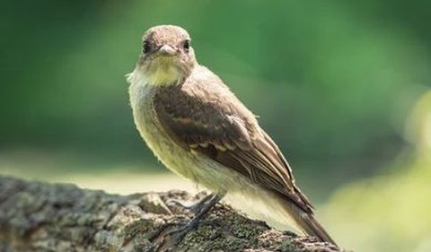 2. Burung Finch Pelatuk — Alat untuk Setiap Tugas