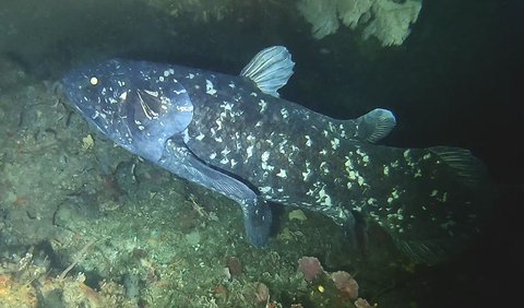 1. Coelacanth (Coelacanthiformes)