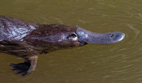 4. Platipus berparuh bebek (Ornithorhynchus anatinus)