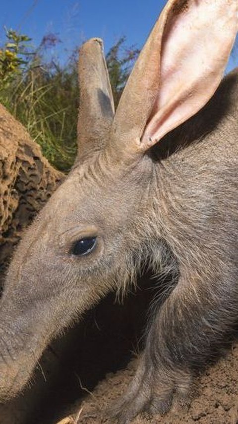 11. Aardvark (Orycteropus afer)