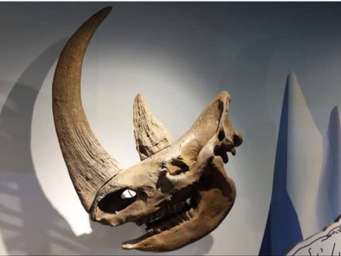Apakah Benar Badak Keturunan Dinosaurus Jenis Triceratops?