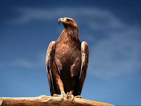 10 Burung Terkuat di Bumi, Ada yang Mampu Terbang dan Angkat Beban 18 Kg!