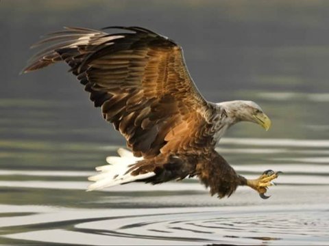 10 Burung Terkuat di Bumi, Ada yang Mampu Terbang dan Angkat Beban 18 Kg!