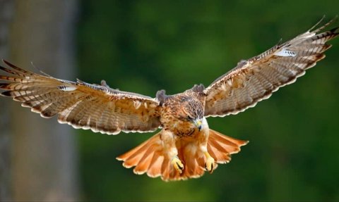 10 Burung Terkuat di Bumi, Ada yang Mampu Terbang dan Angkat Beban 18 Kg!