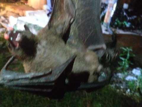 Viral Discovery of Giant Bats in Depok, Colliding with Electric Pole and Causing Power Outage