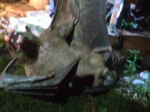 Viral Discovery of a Giant Bat in Depok, Crashing into a Power Station Causing a Blackout