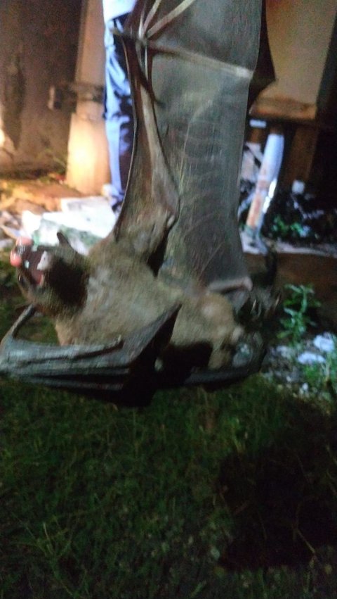 Viral Discovery of a Giant Bat in Depok, Crashing into a Power Station Causing a Blackout