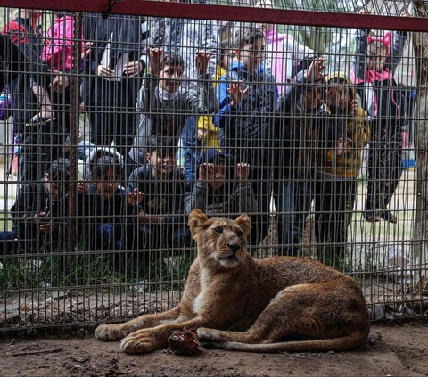 Serangan brutal Israel yang terus berlanjut membuat puluhan warga Palestina mengungsi di sebuah kebun binatang di Rafah, Jalur Gaza. Mereka bertahan di tenda-tenda yang dibangun di antara kandang yang menampung monyet, burung beo, dan singa yang kelaparan.