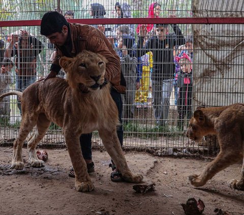 FOTO: Nestapa Warga Palestina Mengungsi di Kebun Binatang Gaza, Berdampingan dengan Hewan-Hewan Kelaparan