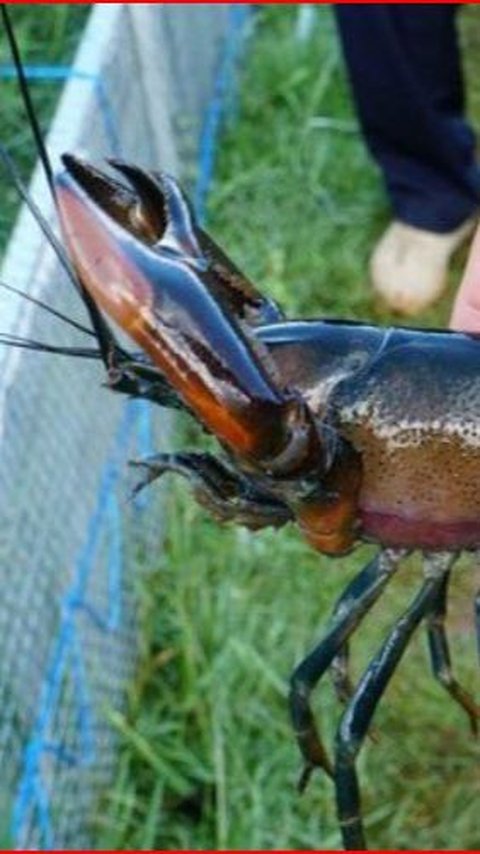 <b>Mencicipi Udang Selingkuh, Lobster Air Tawar dari Papua Hasil Perselingkuhan Udang dan Kepiting</b>