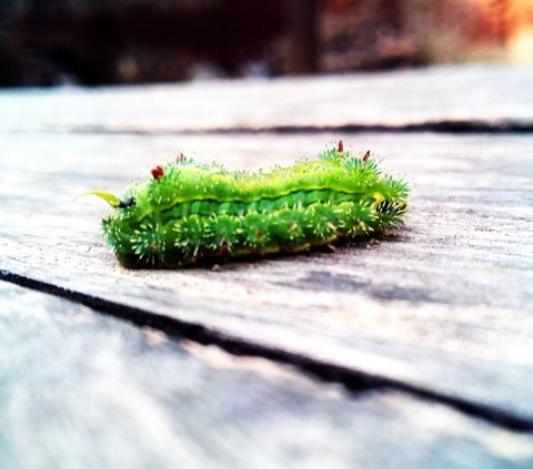 10 Meanings of Dreaming about Caterpillars in Islam, Revealing the Secrets of the Upcoming Changes!