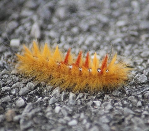 10 Meanings of Dreaming about Caterpillars in Islam, Revealing the Secrets of the Upcoming Changes!
