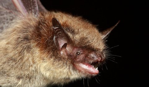 3. Bat