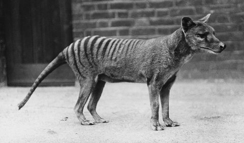 3. Tasmanian Tigers roam in the wilderness forest.