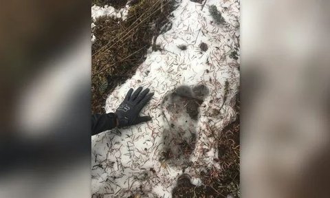 The Discovery of Yeti Hair, the Snow Creature in the Himalayas Turns Out to Come from a Horse