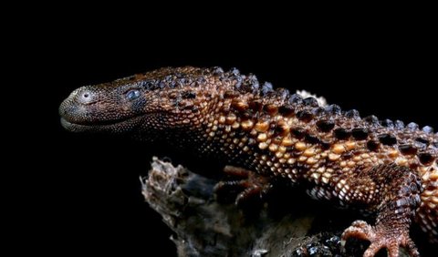 Nenek Moyang Biawak Tanpa Telinga Telah Ada Sejak Periode Kapur<br>