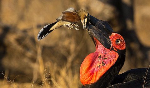 7. Burung Enggang Tanah Selatan<br>