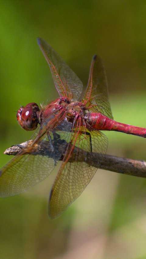 6. Capung Merah<br>