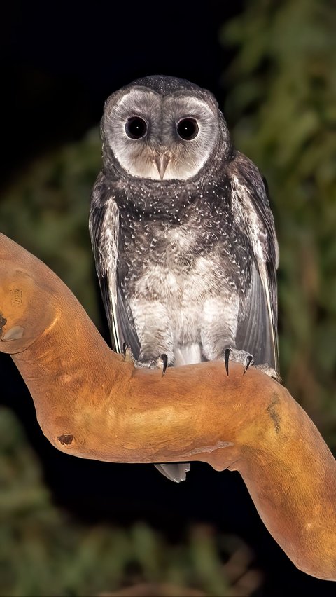 3. Burung Hantu<br>